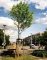 02 - Tulpenbaum 15.04.1997 - Berliner Platz - unweit Jubiläumsbrunnen Verschönerungsverein