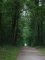 Wald bei Feuerbach - Foto: © Verschönerungsverein Stuttgart e.V.