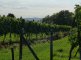 Birkenkopf aus den Untertürkheimer Weinbergen - Foto: © Verschönerungsverein Stuttgart e.V.