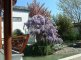 13 - Frühling im Garten
